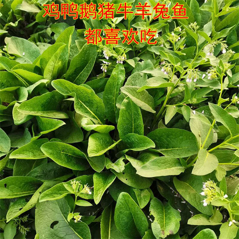 俄罗斯饲料菜优质种根四季青多年生牧草种子 猪牛羊兔鹅鱼包邮