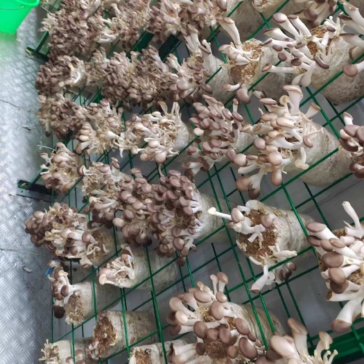 青岛秀珍菇