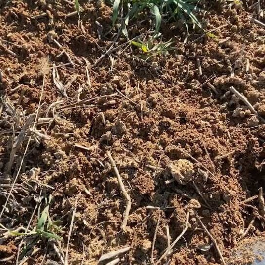 六安几百亩含沙旱地,可以种蔬菜,建大棚,也可以种玉米花生红薯
