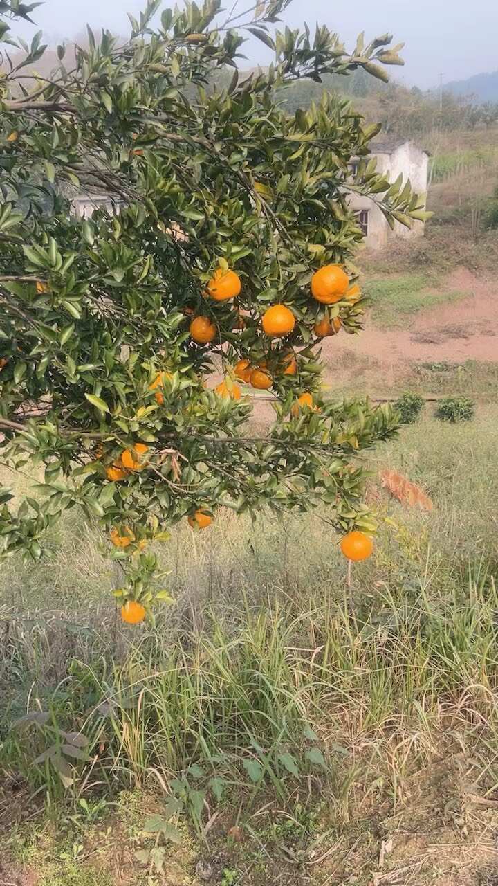重庆耙耙柑，包甜。