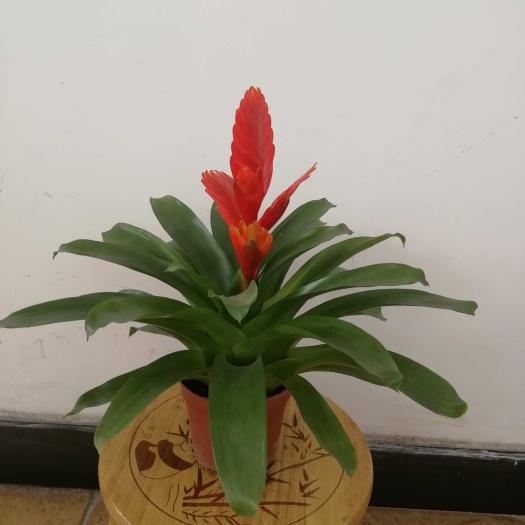 基地供应观赏凤梨科 卡丽红莺歌小盆栽 办公室园林花卉植物批发