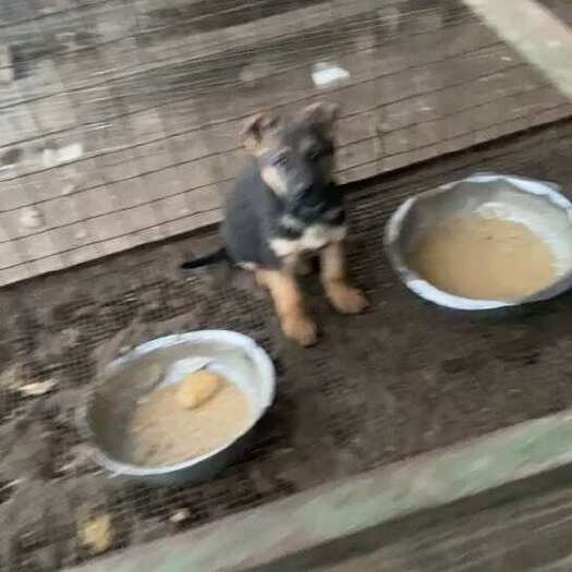 台前县土狗，肉狗，杂交肉狗，小狗仔