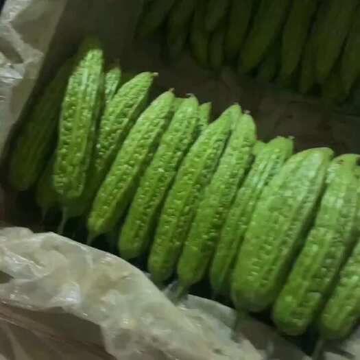 寿光市白玉苦瓜