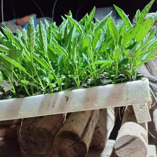 人参果苗品质好产量高抗病性强商品性好