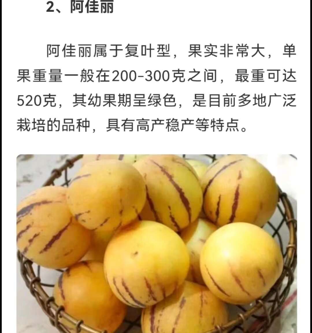 人参果苗品质好产量高抗病性强商品性好