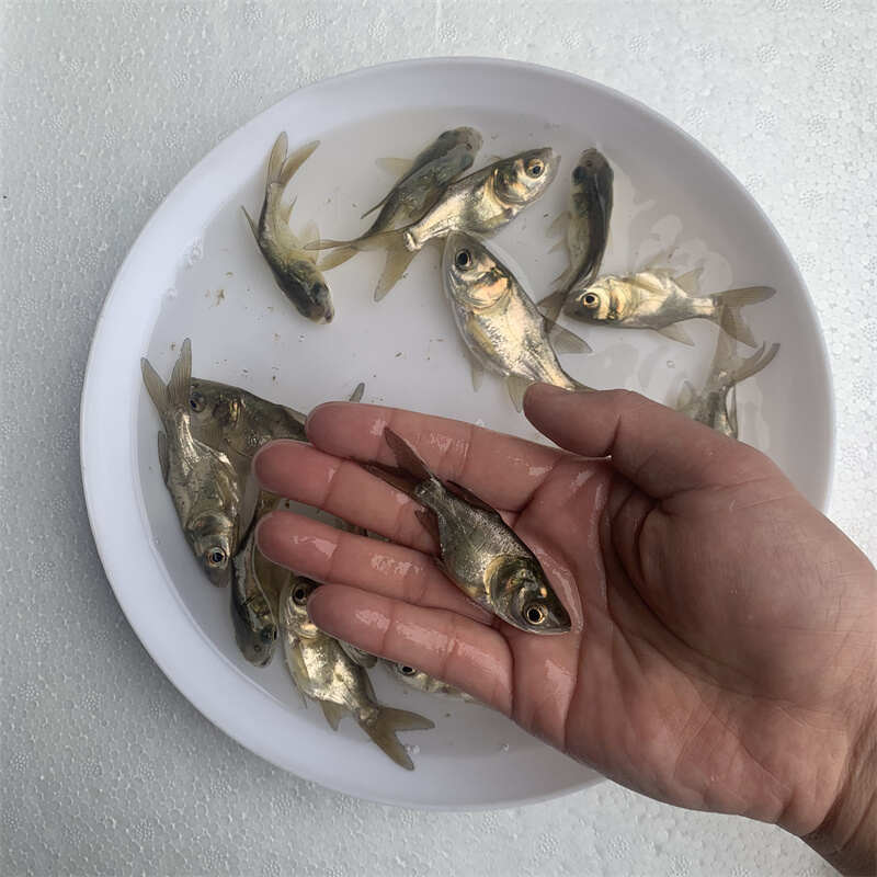 缩骨大头鱼苗，淡水鱼缩骨鳙鱼苗花鲢鱼苗