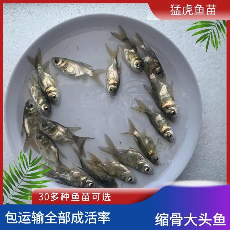 缩骨大头鱼苗，淡水鱼缩骨鳙鱼苗花鲢鱼苗