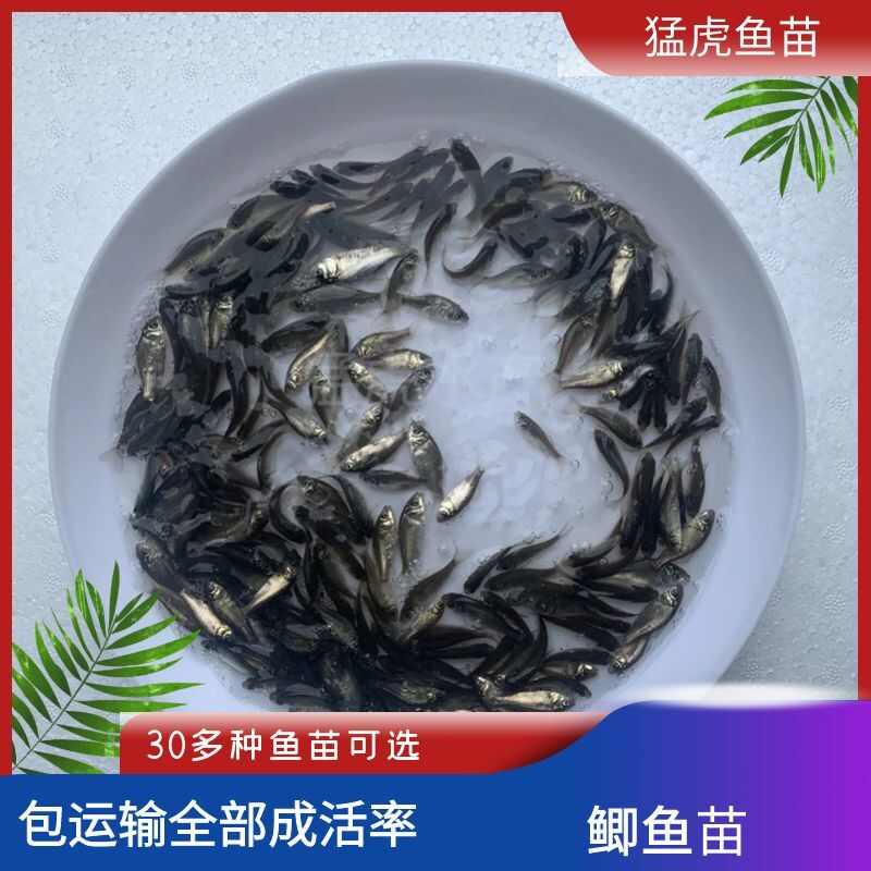 鲫鱼苗，中科三号，五号，白鲫鱼，土鲫鱼