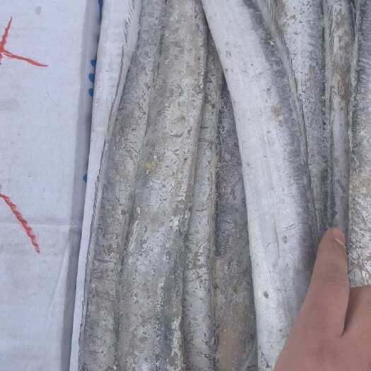 莘县3-4带鱼  东海带鱼  低阶处理 有意联系