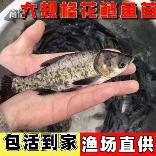 广州花鲢鱼苗大头鱼苗小鱼苗半斤胖头淡水鳙鱼鱼苗花白鲢鱼