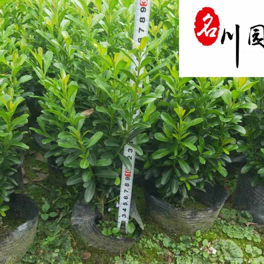 成都大量供应小叶黄杨工程绿化苗 成都苗木基地直销 量大优惠