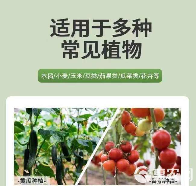 叶绿素正品肥料农用家用壮棵提苗专用增绿叶绿素叶面肥室内