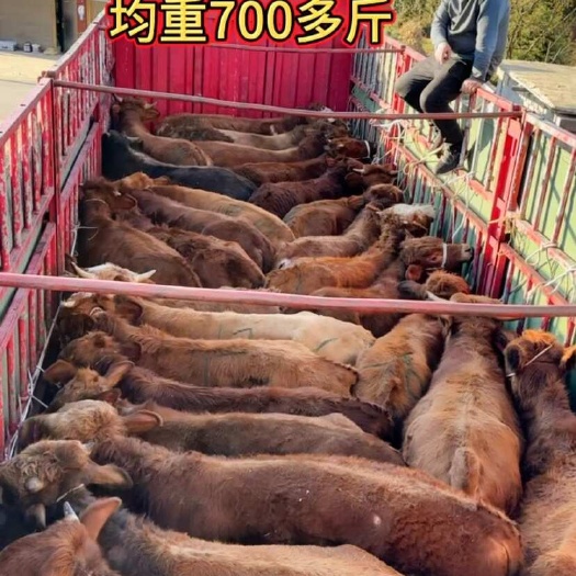 威宁县牛
