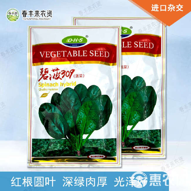 丹麦红根菠菜碧波309圆叶耐抽苔春秋四季杂交菠菜种子