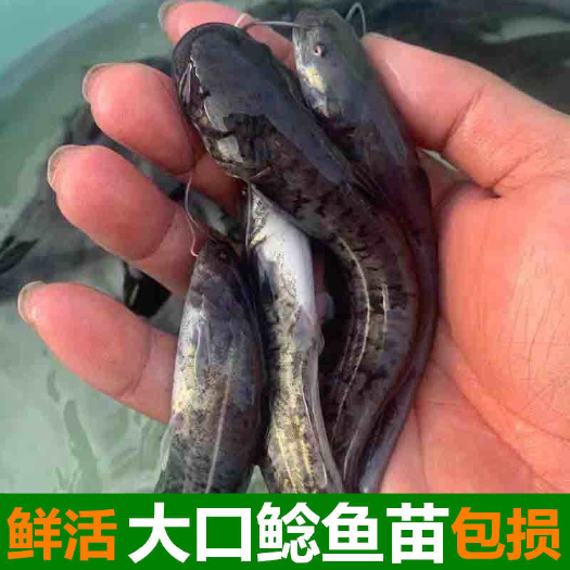 南方大口鲶鱼苗 河鲶鱼苗淡水养殖两须土鲶鱼苗