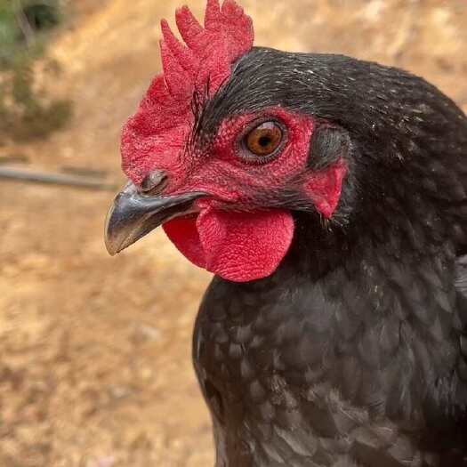 连平县肉鸡