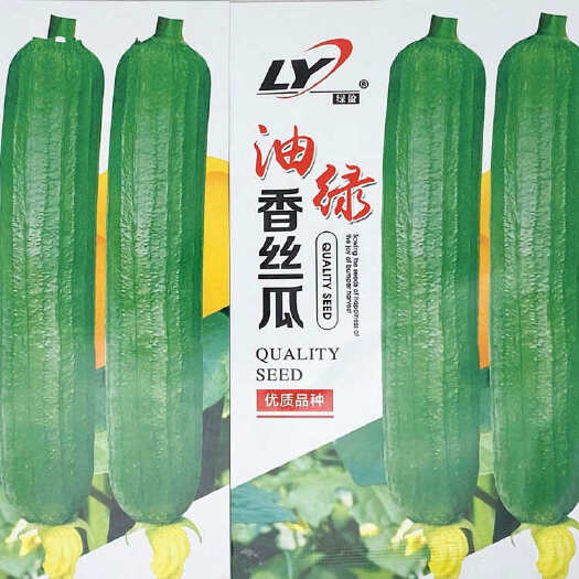 油绿香丝瓜种子，白籽早熟，连续坐果能力强，绿皮绿色油亮，抗病