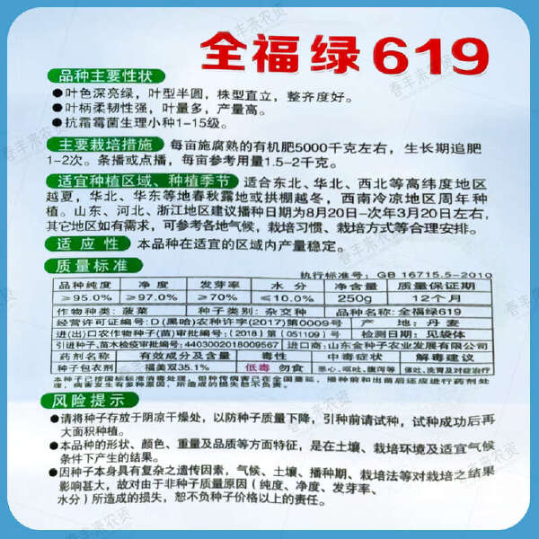 全福种苗 全福绿619 菠菜杂交种 株型直立 整齐度好