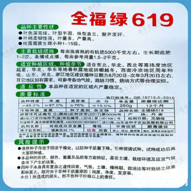 全福种苗 全福绿619 菠菜杂交种 株型直立 整齐度好