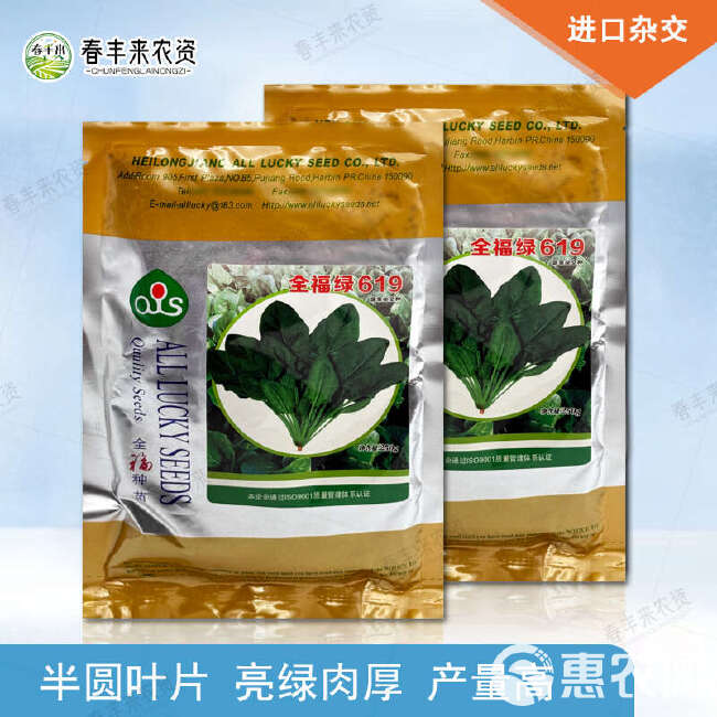 全福种苗 全福绿619 菠菜杂交种 株型直立 整齐度好