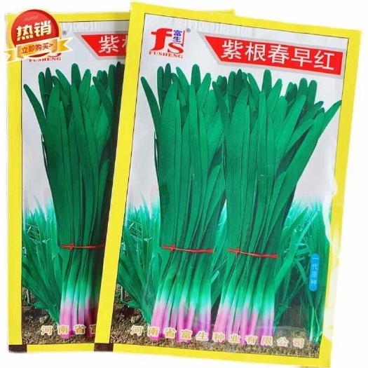 寿光市紫根春早红韭菜种子，春季早发，辛香味浓，耐寒抗病，基地种植