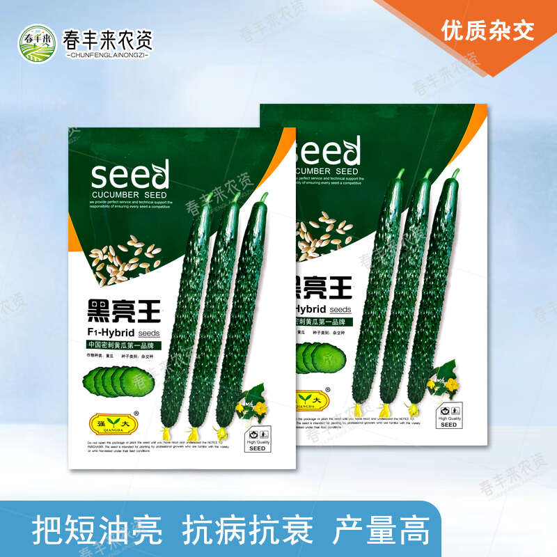 强大黑亮王油亮型黄瓜种子腔小 密刺 抗病 大田露天 高产黄瓜