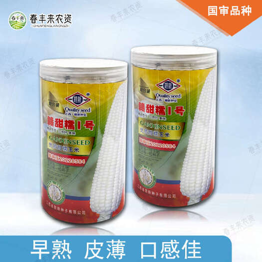 临沂赣甜糯1号玉米种子早熟糯中带甜籽粒白适应性广株型紧凑高产