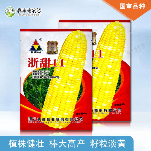 临沂国审鲜食玉米水果玉米种子浙甜11双色甜玉米种子 大棒高产口感