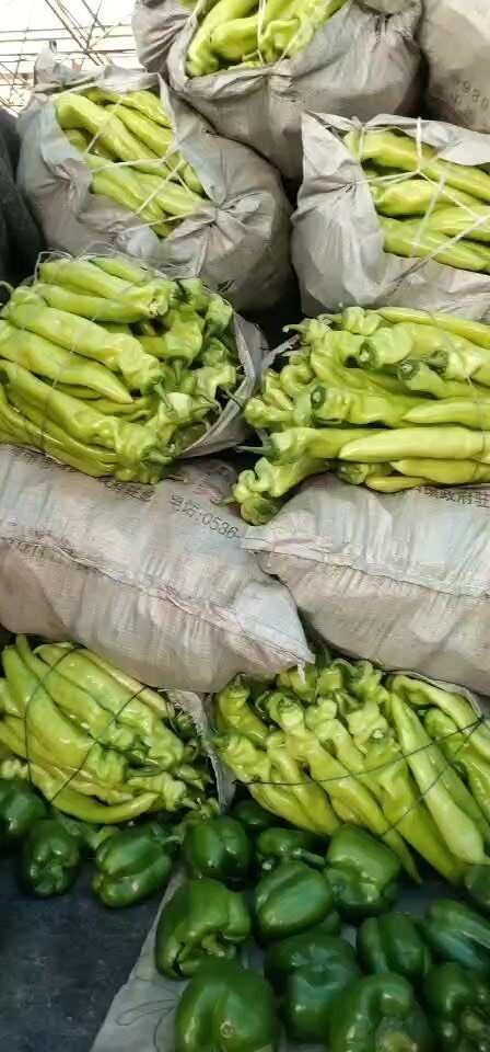滨州十年主营各种辣椒。源头直发，无中间商赚差价，量大价更低