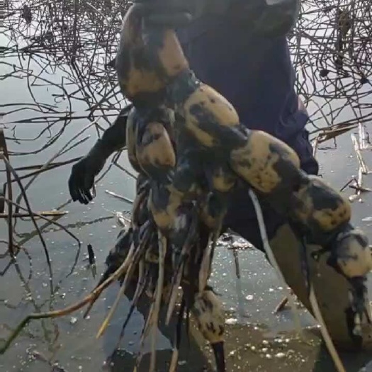 荆州新鄂莲六号藕种