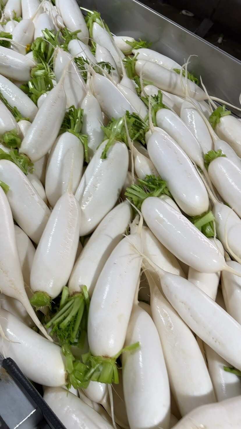 湖北天门白萝卜，产地直供，品质保证，热忱耐心，欢迎询购。