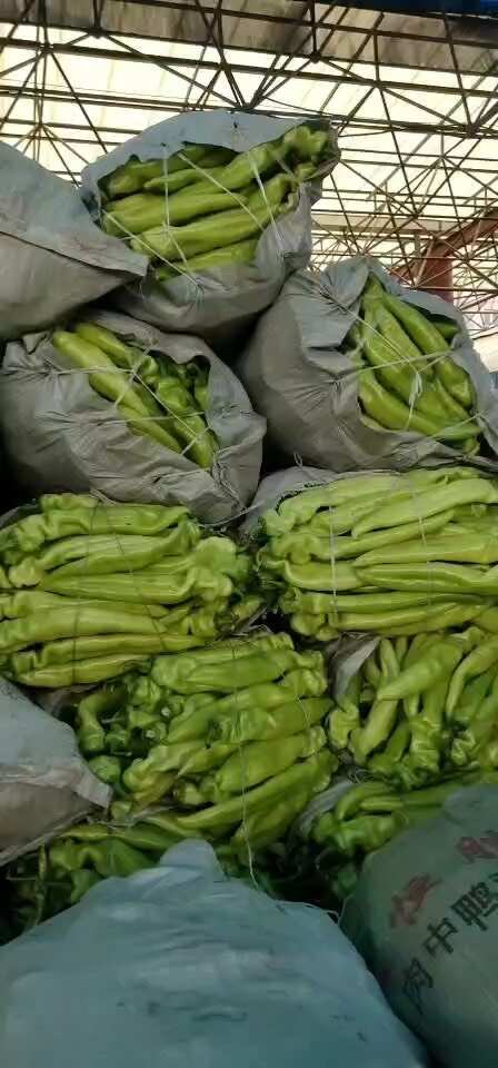 滨州新拉尖椒，源头直发，量大价更低