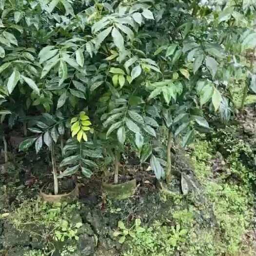 山黄皮嫁接营养杯苗