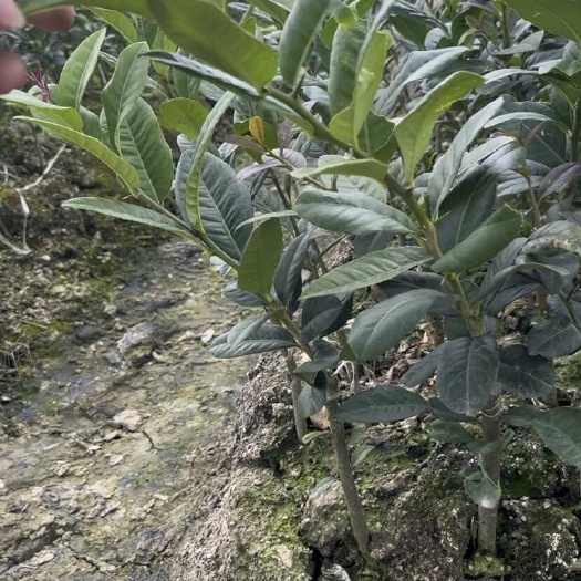 灵山县子弹头香水柠檬苗 正品嫁接苗 广西灵山发货包邮