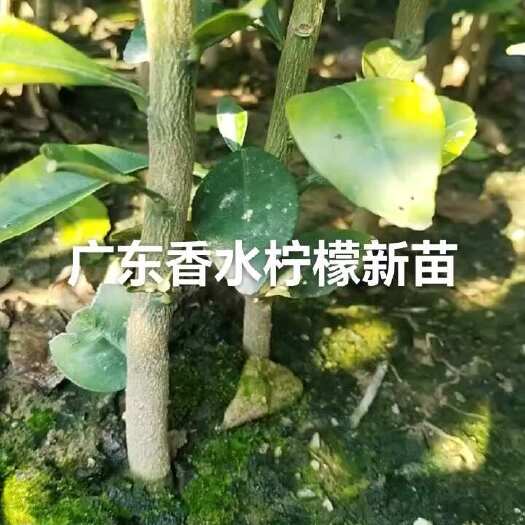 灵山县香水柠檬苗  广东香水柠檬嫁接苗，扦插杯苗 ，品种香浓