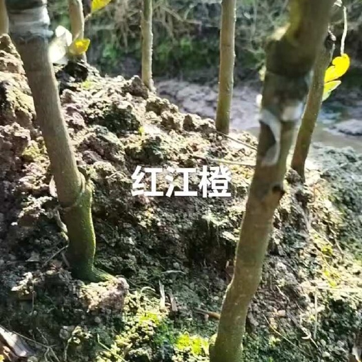 灵山县红江橙苗嫁接苗  品种纯正，广西发货包邮