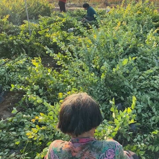 金森女贞，大杯，小杯