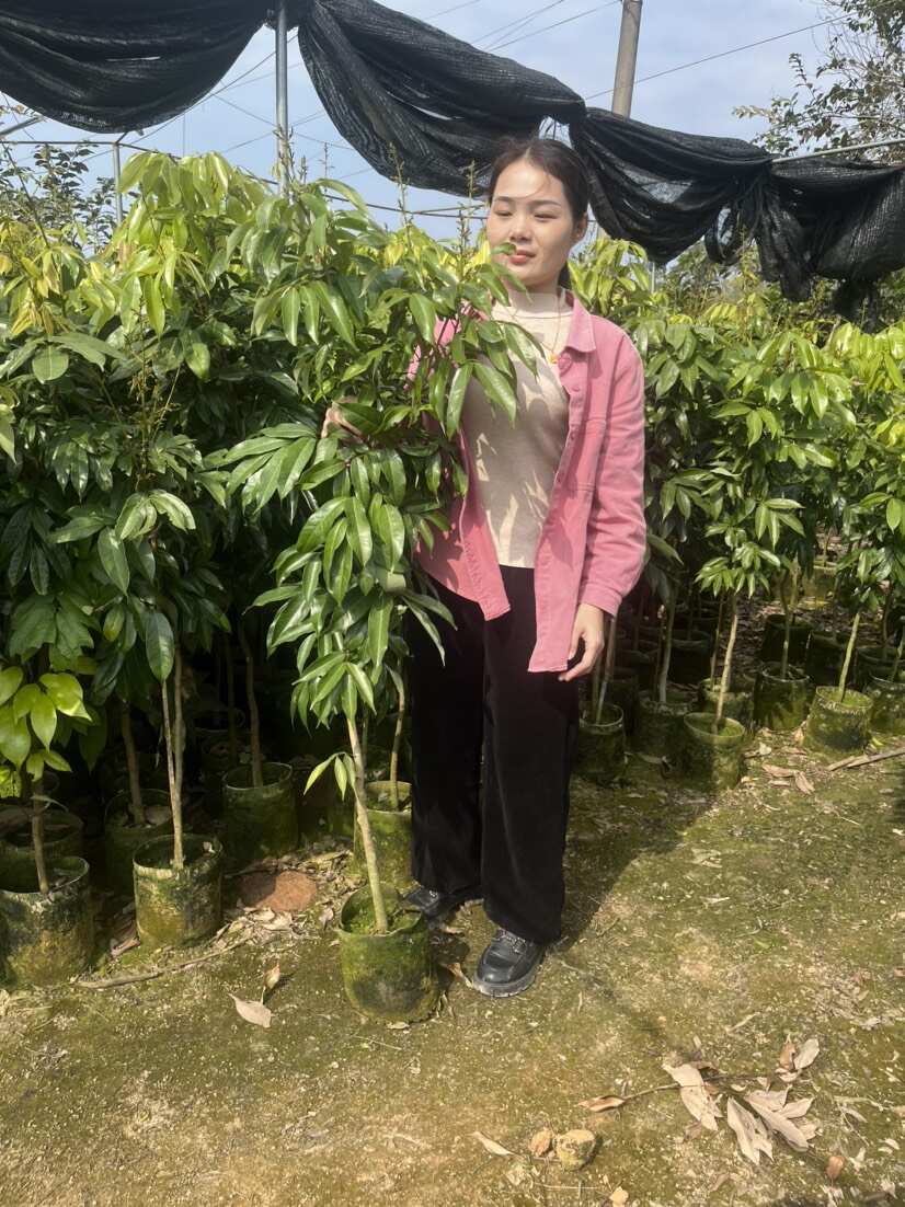 創(chuàng)豐果苗