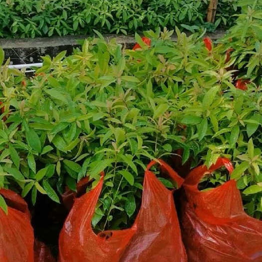 普宁市金丝楠是中国特有的珍贵木材。代表物种楠木。原称“桢楠”。