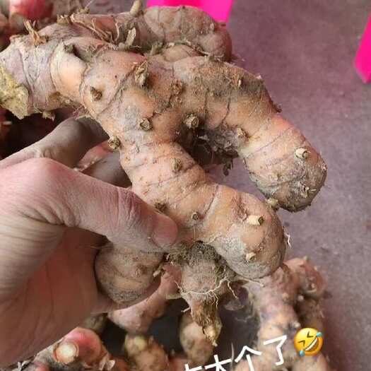 普宁市潮汕南姜￼