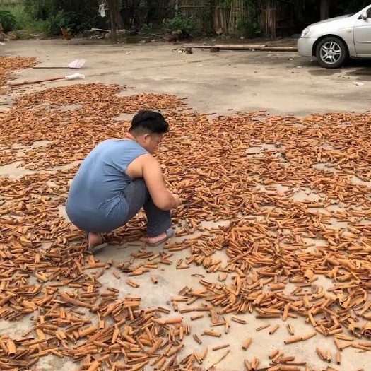 防城港肉桂