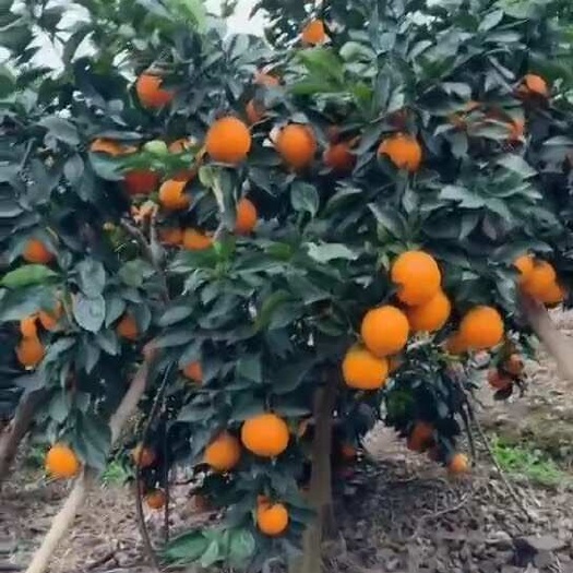 石棉县石棉耙耙柑