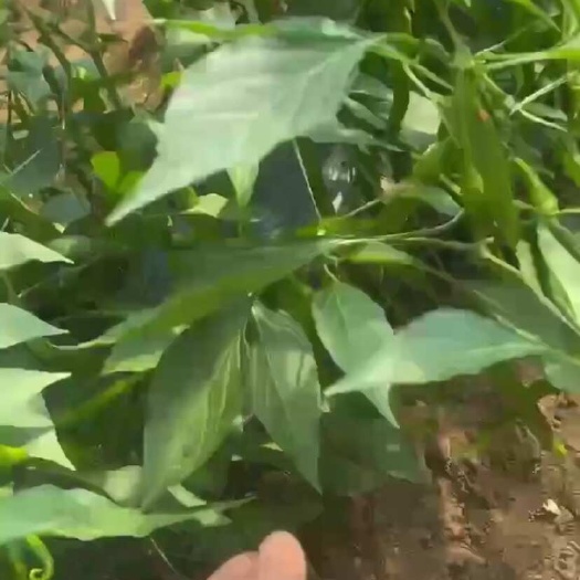 沂水县山东线椒