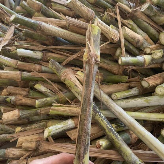 大叶无绒毛甜象草耐寒巨菌草红象草皇竹草现砍现发一芽一毛多包邮