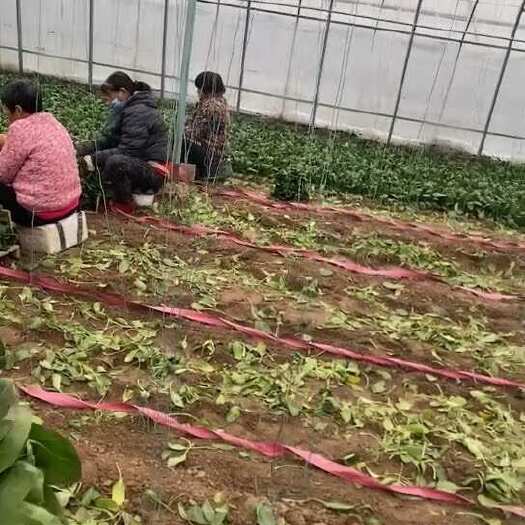滑县大棚精品菠菜 大叶菠菜