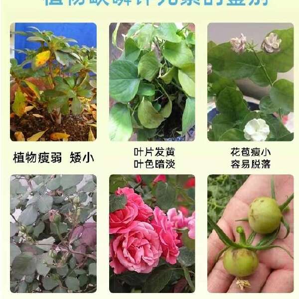 豆粕海藻生物菌肥