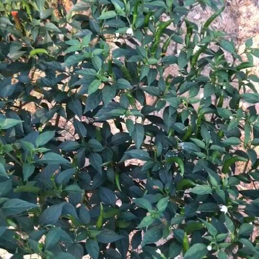 临高县螺丝椒