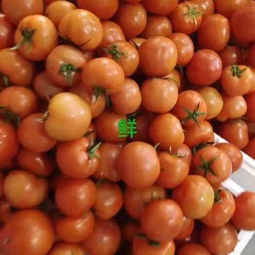 台州自产自销大量大红西红柿，硬粉西红柿上市，欢迎大家来咨询采购。