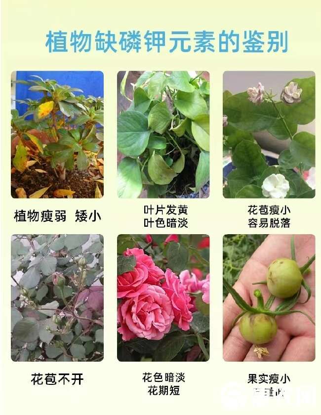 豆粕海藻生物菌肥