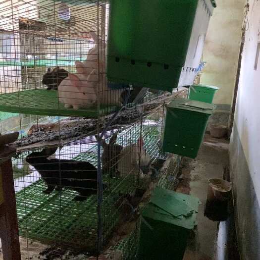 遂川县需要的老板联系，大小兔都有